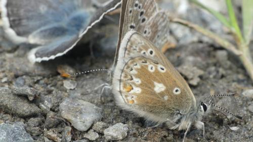 Plebejus glandon